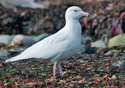 Larus hiperboreus